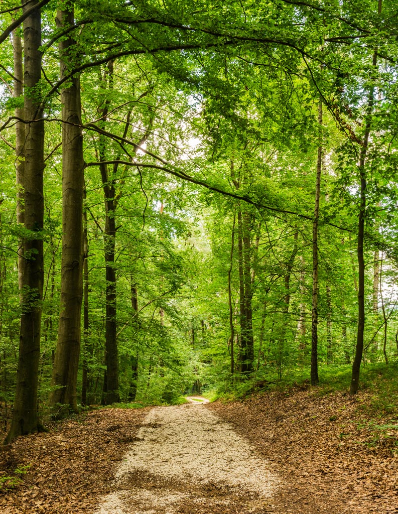 Forest road