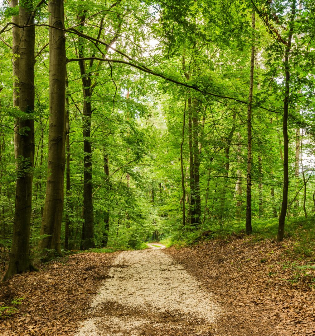 Waldweg zugeschnitten